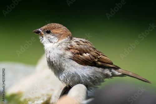 Juvenile Tree sparrow (Passer montanus) on the stones. Czechia. Europe.