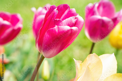 A beautiful pink tulip in a green field of flowers. Subject on a blurred background. Perfect shot for biology, flowers, spring and agriculture.