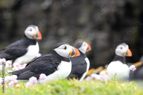 A colony of puffins photographed along the coast of Shetland Islands.