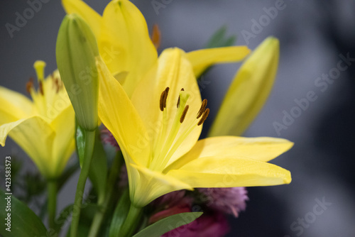 Blooming easter yellow spring flower for pollination