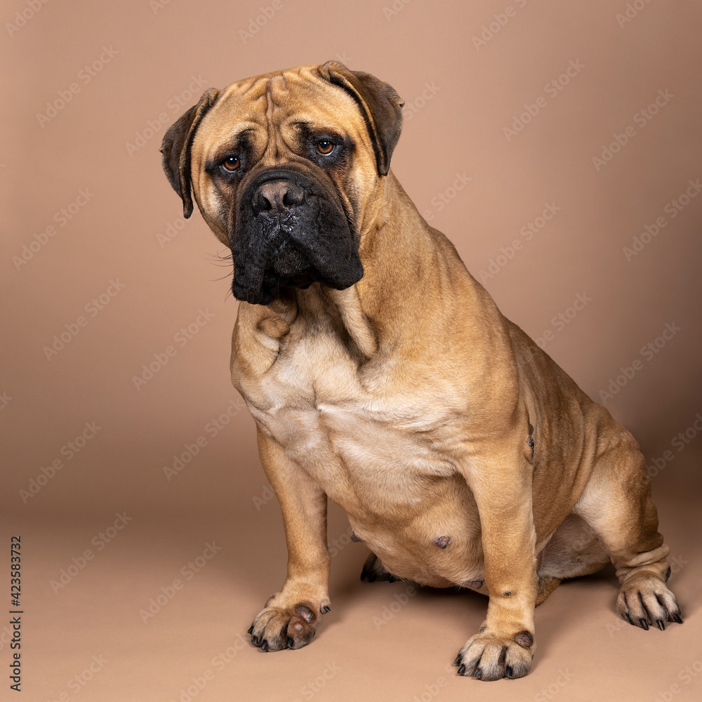 A pregnant bull mastiff dog sitting isolated on a beige background A pregnant bull mastiff dog sitting isolated on a beige background