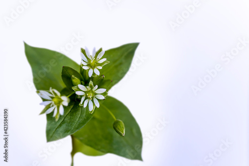 very small white star-shaped wildflowers. isolated on background. macro photography