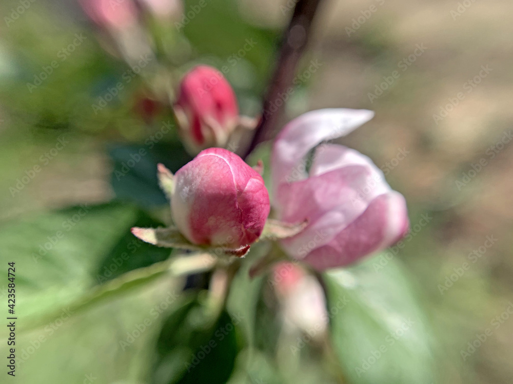 Apple flowers close-up in the garden. Spring day