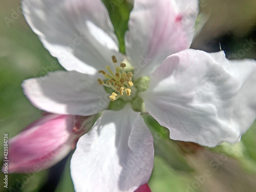 Apple flowers close-up in the garden. Spring day
