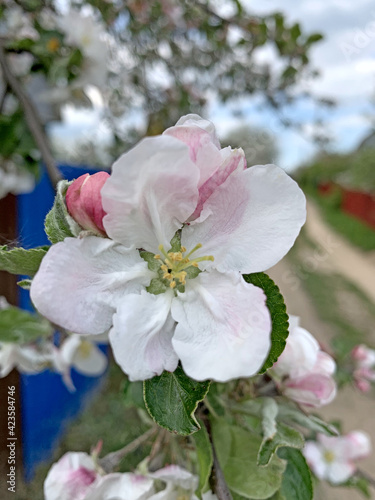 Apple flowers close-up in the garden. Spring day