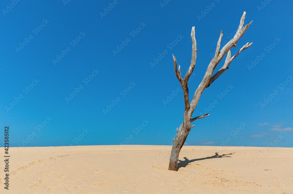 dry tree in the sand dunes against dry tree in the sand dunes against