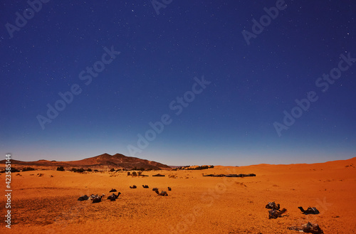 Camels sleep under the starry sky in sahara desert photo