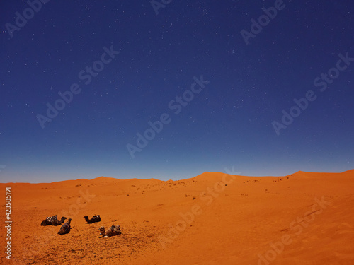 Camels sleep under the starry sky in sahara desert