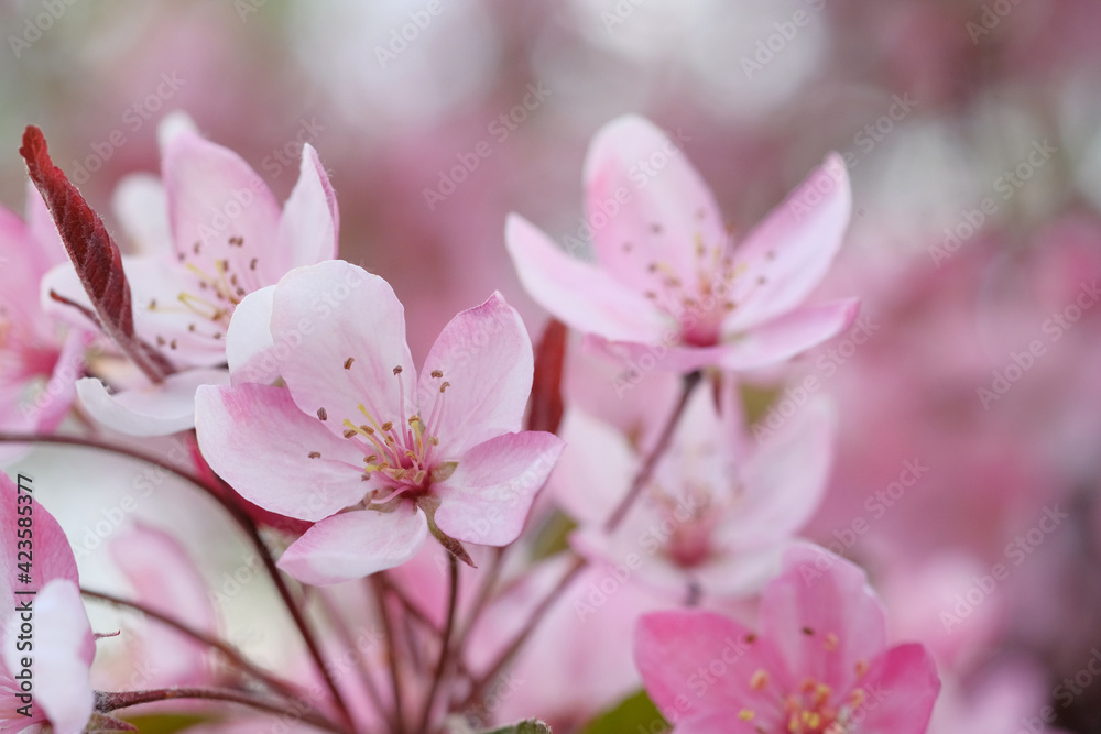 Pink apple blossom and leaves on a blurred background. Pink apple blossom and leaves on a blurred background.