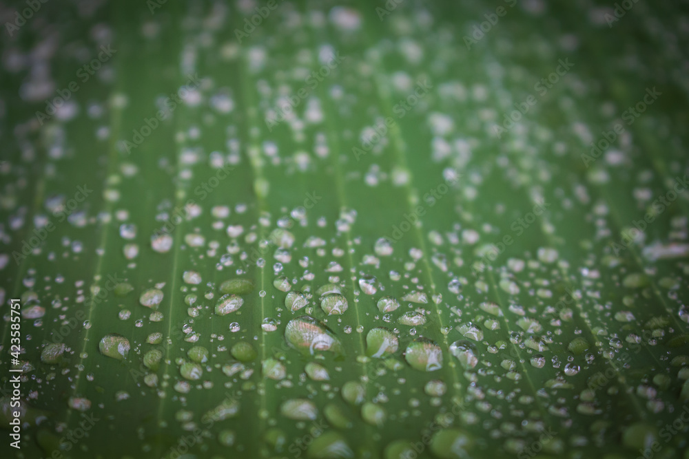Drops of dew on green leaf. Water draps on banana leaf. Green leaf with dew. Nature after rain, close up. Freshness concept. Spring flora. Environment concept. 