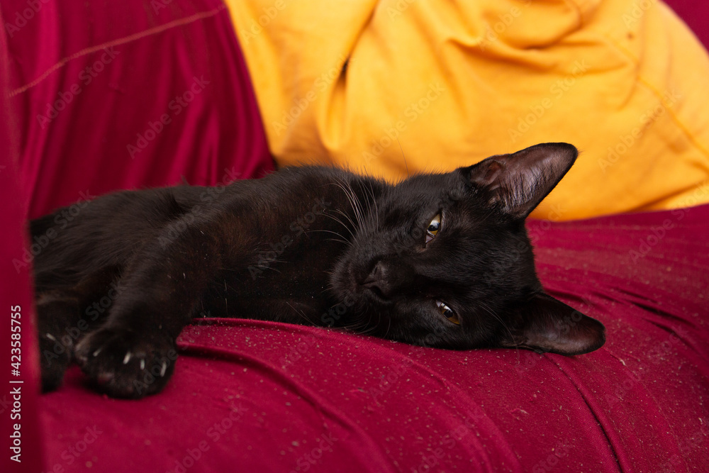 Black cat with yellow eyes lying on the sofa Black cat with yellow eyes lying on the sofa