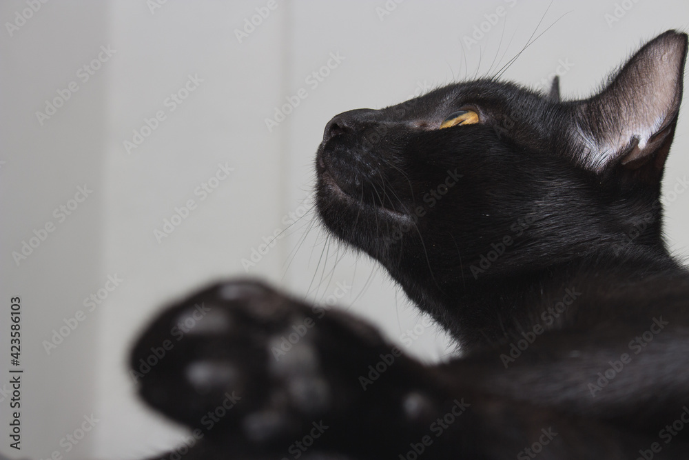 Black cat with yellow eyes lying on blue blanket Black cat with yellow eyes lying on blue blanket