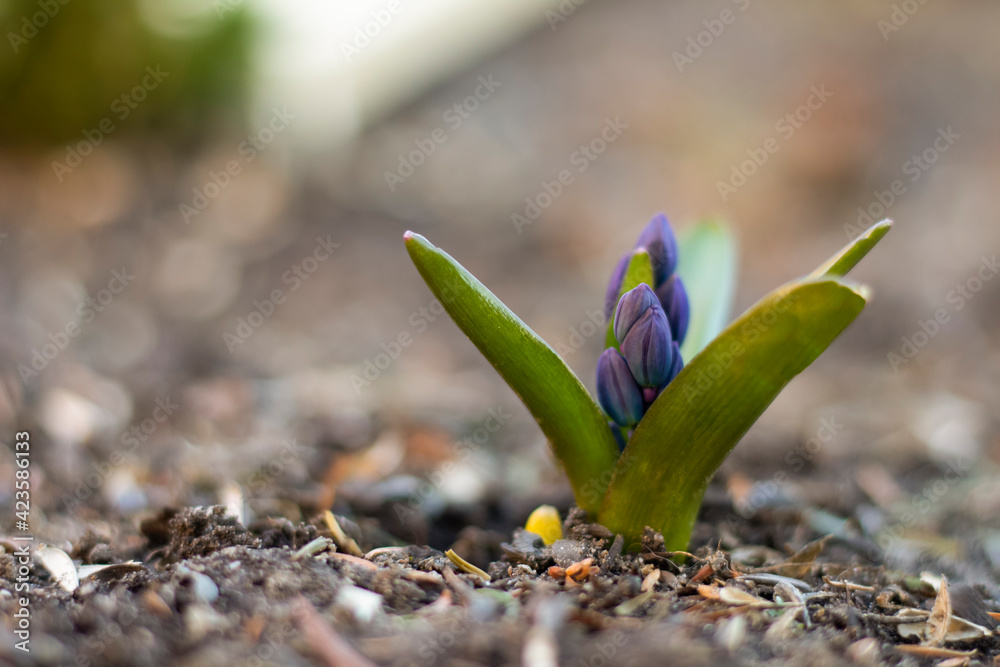 spring flower