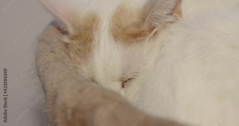 Gorgeous white and orange cat sleeping in a cat tree in a well lit room. Gorgeous white and orange cat sleeping in a cat tree in a well lit room.
