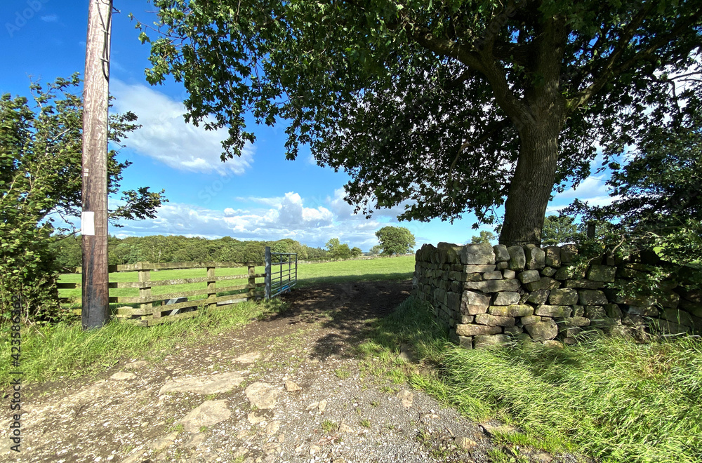 View of, an open farm gate, with large fields, and trees in the distance, on a sunny day in, Great Timble, Harrogate, UK