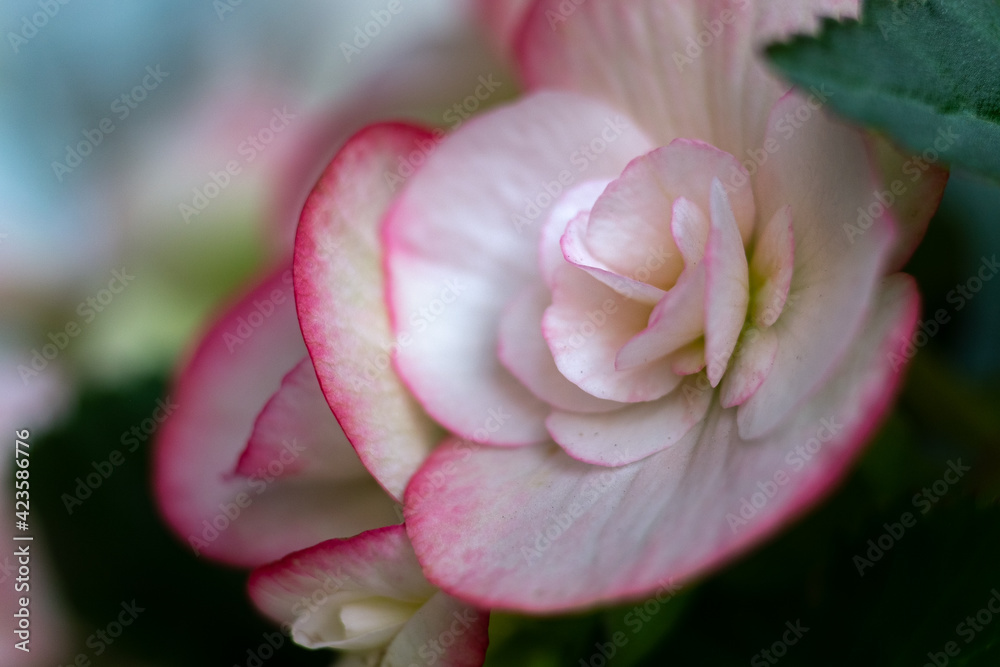 Close up of a white and pink flower