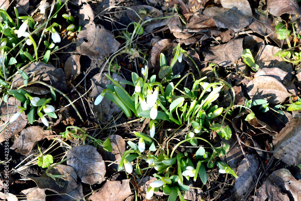 snowdrops bloom in the forest, close-up as a texture for background snowdrops bloom in the forest, close-up as a texture for background