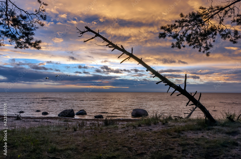 Coastal landscape with snag of old pine tree during sunset on stone beach of the Baltic Sea