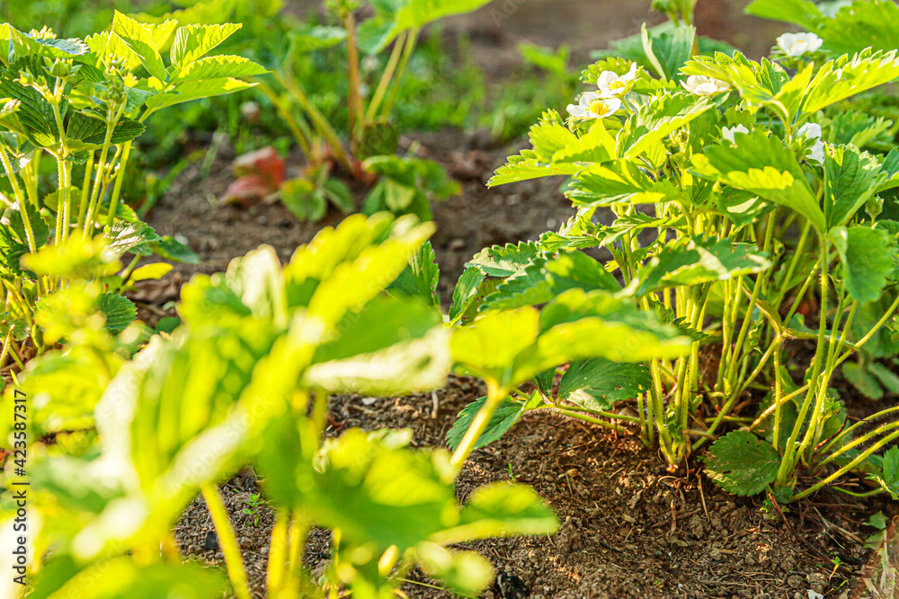 Fototapeta premium Industrial cultivation of strawberries. Bush of strawberry with flower in spring or summer garden bed. Natural growing of berries on farm. Eco healthy organic food horticulture concept background.
