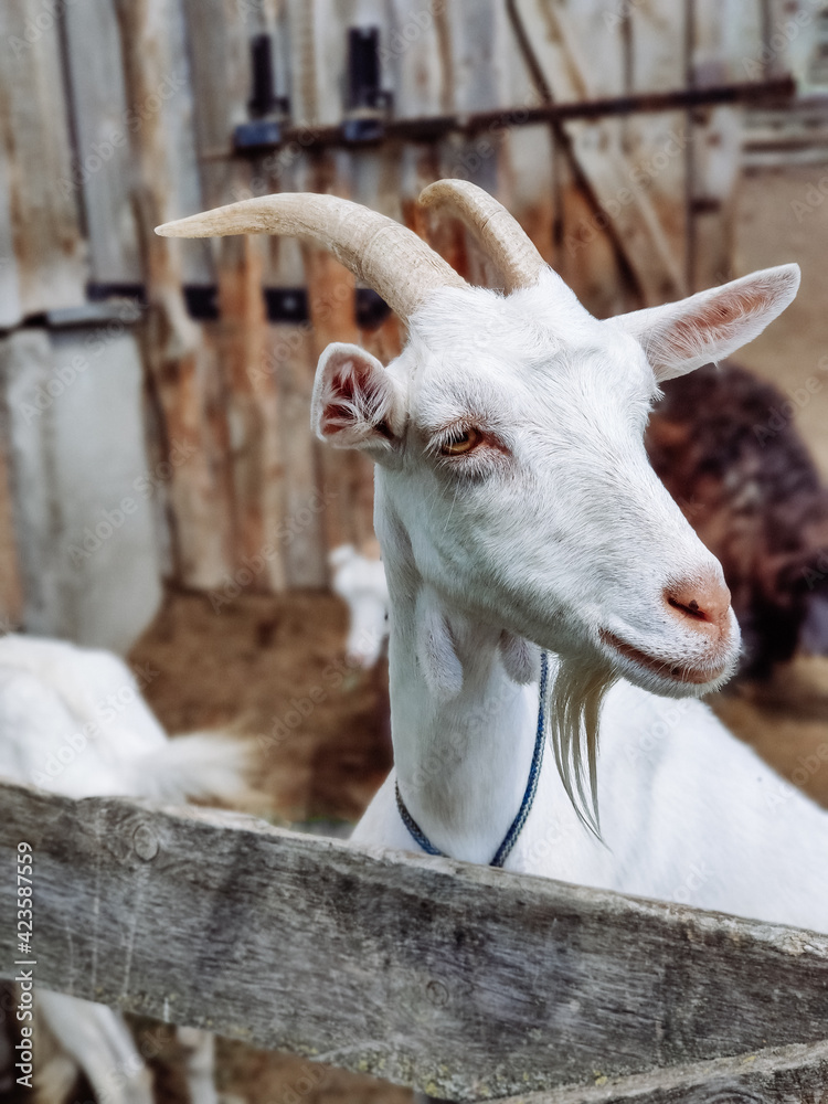 white goat with big horns on the farm white goat with big horns on the farm