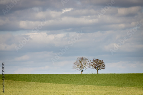 two trees in the middle of a green field on a cloudy day