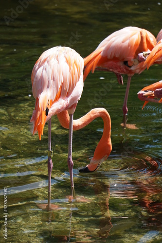 Beautiful photo of a pink flamingo in the water. This photo was taken in Florida. 