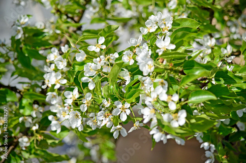 Pear branch with white flowers close-up. Bright sunny spring