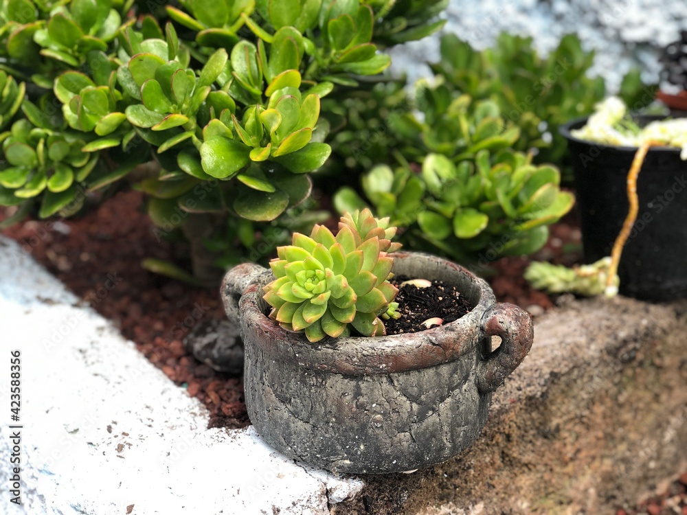 plants in pots plants in pots