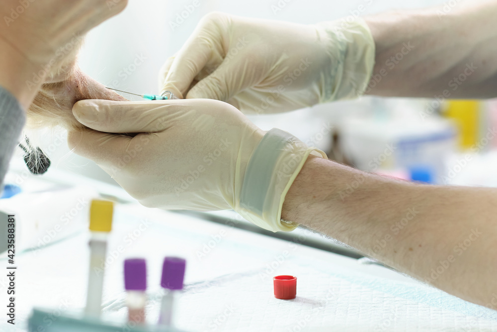 Veterinary Blood test. Animal clinic. Pet check up and vaccination. Health care. Veterinary Blood test. Animal clinic. Pet check up and vaccination. Health care.