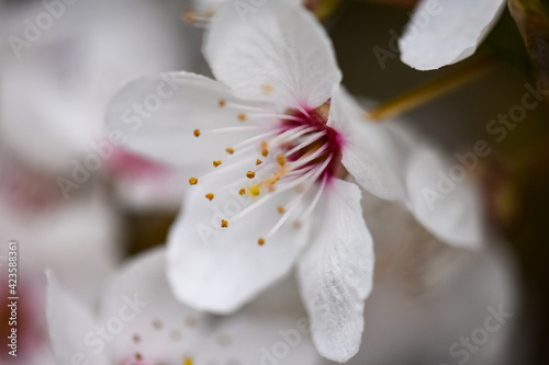white cherry blossom macro flowers
