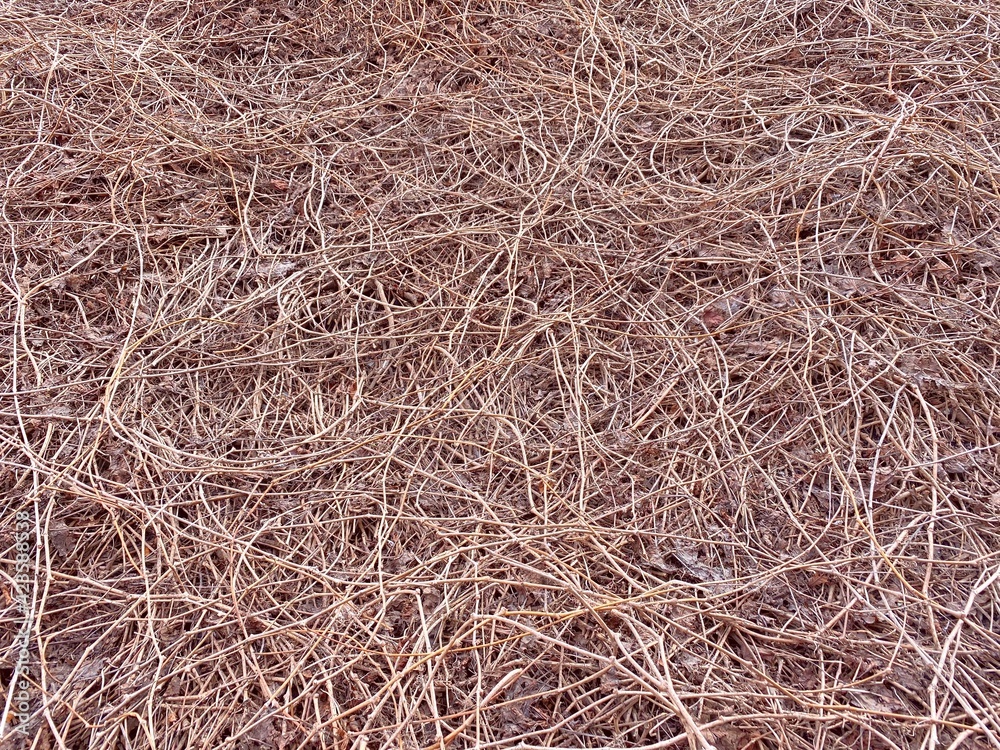 Dry wild grapes with fallen leaves. Dry branches on ground background. Climbing creeper plants. Dry wild grapes with fallen leaves. Dry branches on ground background. Climbing creeper plants.