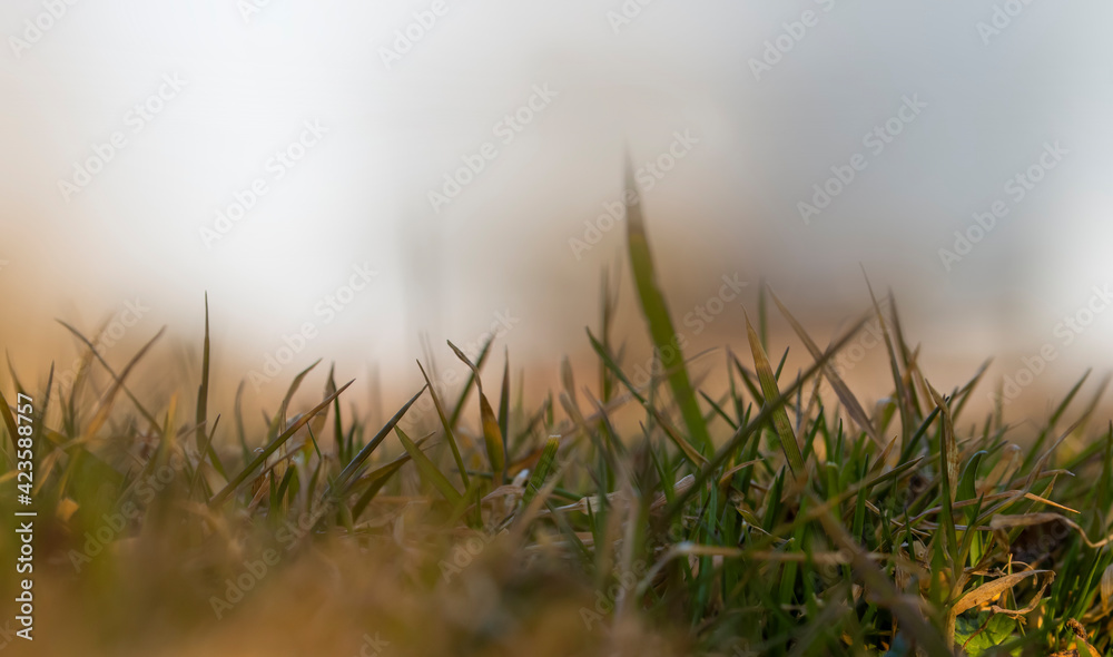 Close up shot of lawn grass against evening sky
