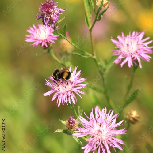 A bumblebee sits on a pink flower and extracts nectar.