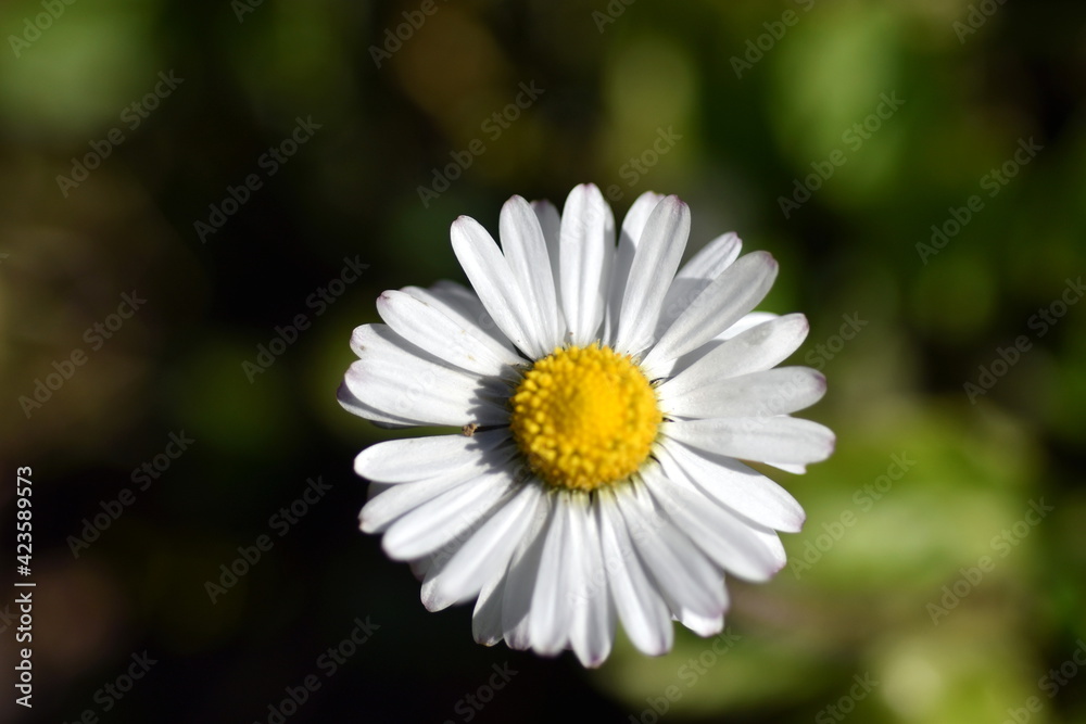 Einzelnes Gänseblümchen auf einer Wiese Einzelnes Gänseblümchen auf einer Wiese