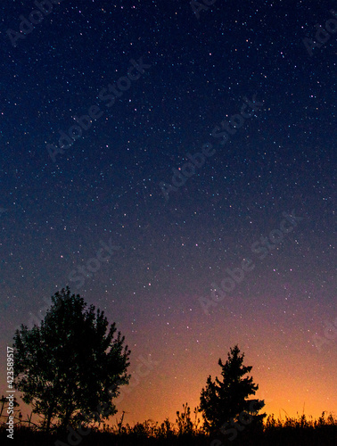 Silhouettes of low trees against the background of the night starry sky and the setting sun.