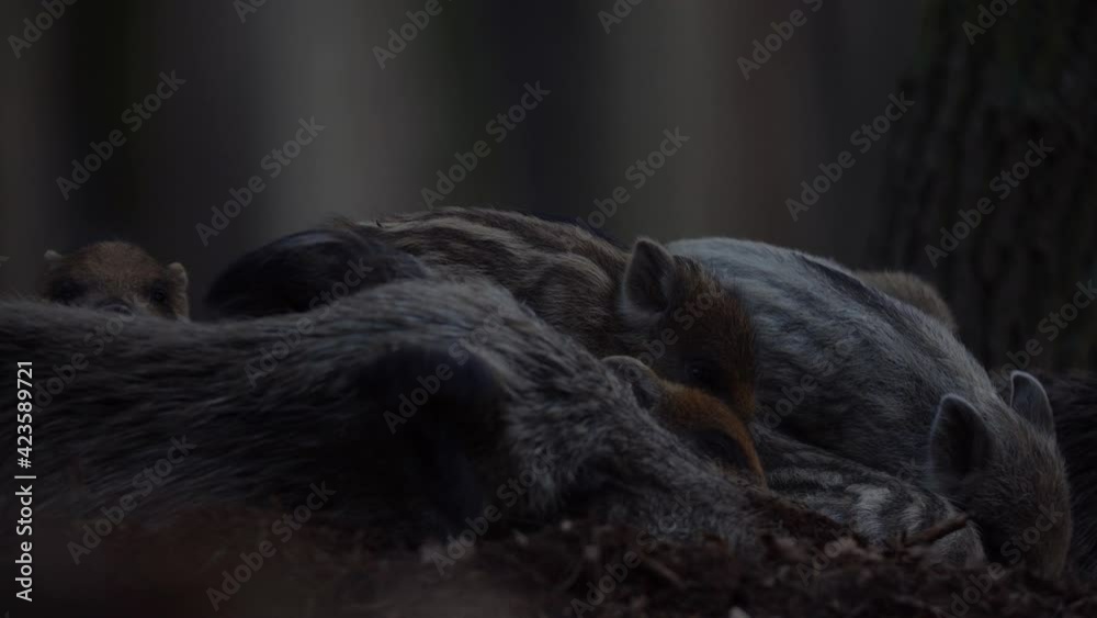 Closeup young wild boars Sus scrofa family, calm piggy siblings together in den. Wildlife tranquil furry animal scene in natural habitat. Strong nose, well smell sense to search food in omnivorous. Closeup young wild boars Sus scrofa family, calm piggy siblings together in den. Wildlife tranquil furry animal scene in natural habitat. Strong nose, well smell sense to search food in omnivorous.
