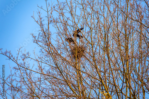 early spring, nest with crows on a tree without leaves against a blue sky