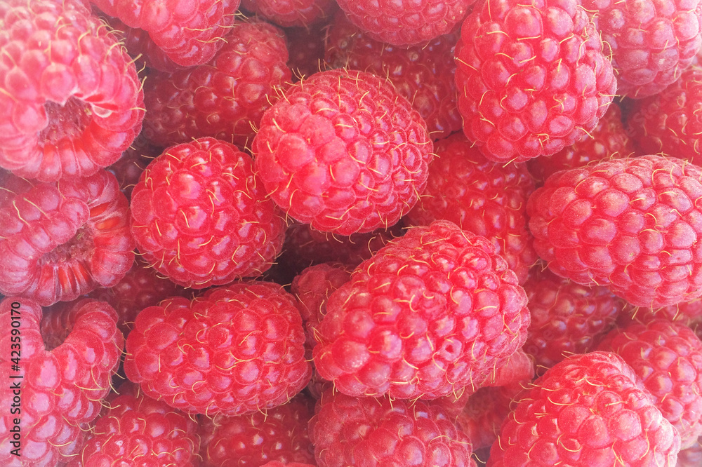 Red raspberry background, big ripe berries, ready for eating. Healthy lifestyle, tasty eating. Red raspberry background, big ripe berries, ready for eating. Healthy lifestyle, tasty eating.