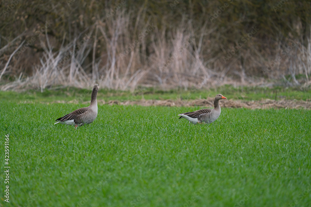Greylag Goose, anser anser, a wild goose on a green meadow Greylag Goose, anser anser, a wild goose on a green meadow