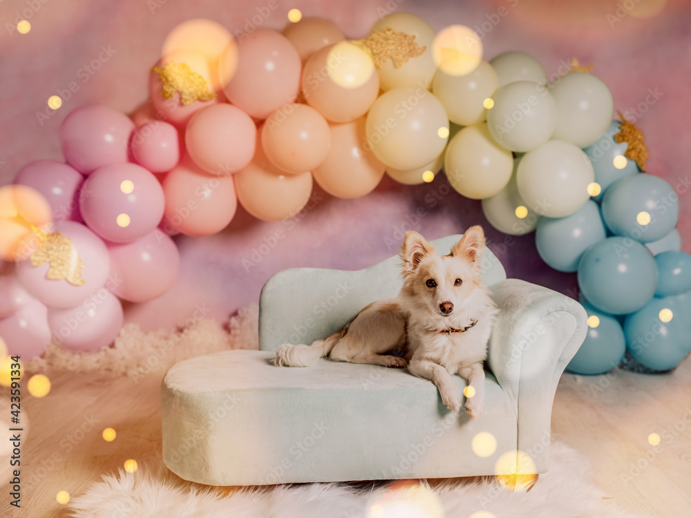 First birthday smashcake photo session with a balloon rainbow and a corgi puppy in a photo studio First birthday smashcake photo session with a balloon rainbow and a corgi puppy in a photo studio