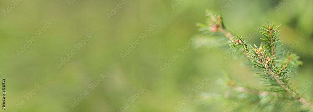 A coniferous branch on an abstract background. Forest background. A coniferous branch on an abstract background. Forest background.