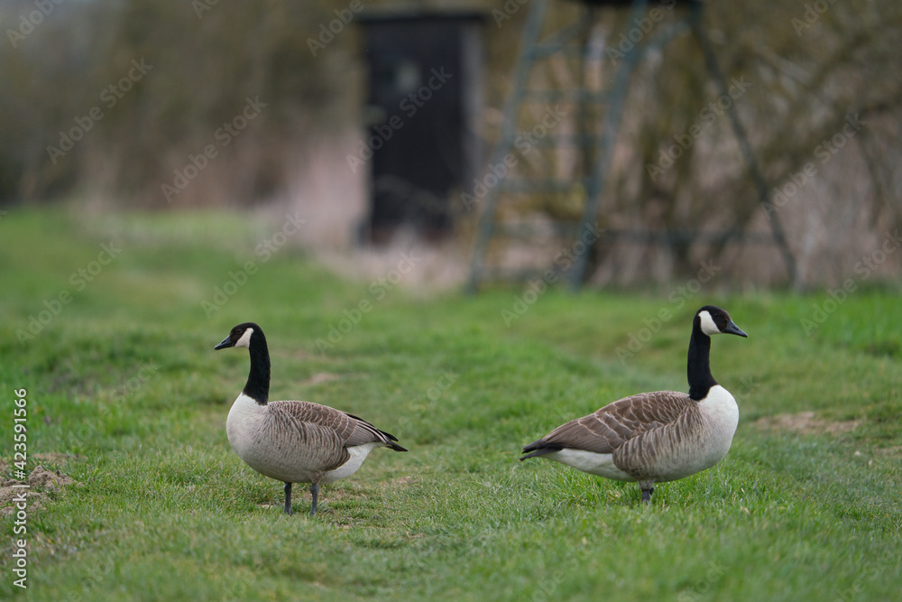 Canada Goose branta canadensis on a green meadow Canada Goose branta canadensis on a green meadow