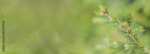 A coniferous branch on an abstract background. Forest background.