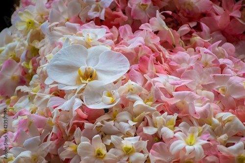 white and yellow orchid with background other orchids