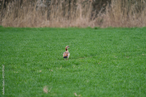 An Egyptian Goose on the green grass