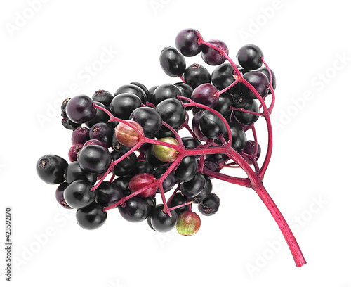 Elderberries on red twig isolated on a white background, top view. European black elderberry. Sambucus.