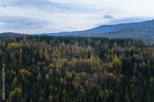 Autumn forest and mountains at background  © Dmytro Hai