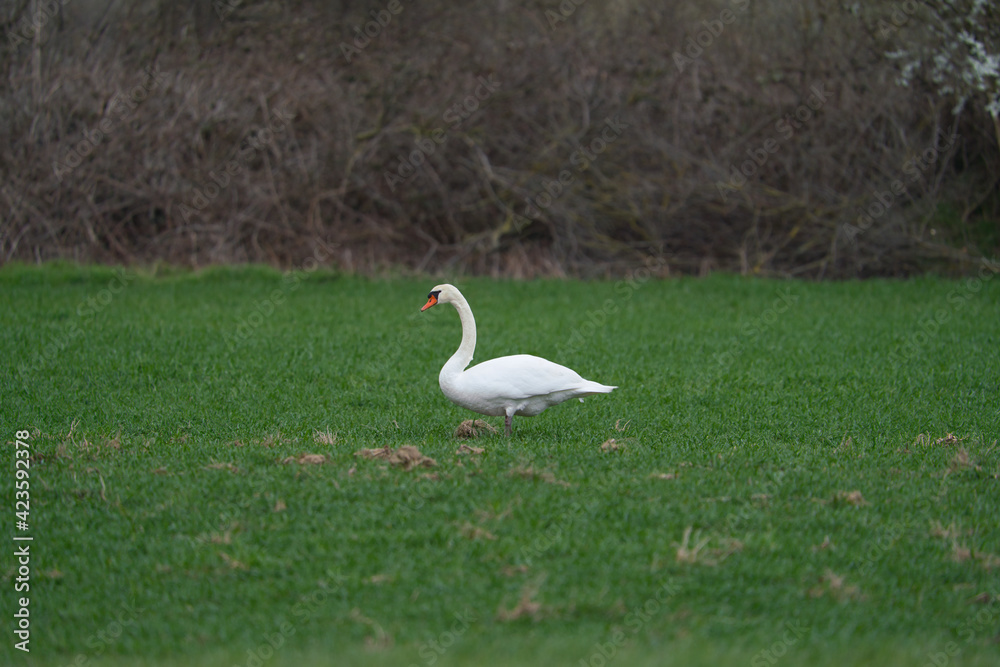 Single swan grazing outdoors. White swan bird walking on field. Single swan grazing outdoors. White swan bird walking on field.