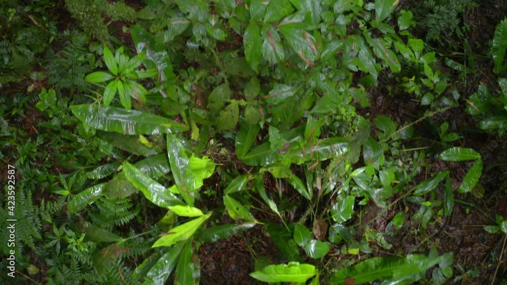 Top view background of a tropical forest floor covered in many different small plants all with a lush green coloration Top view background of a tropical forest floor covered in many different small plants all with a lush green coloration
