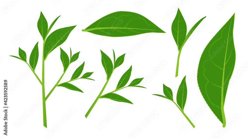 Fototapeta Green tea leaf, medicine leaf, diet medicine, herbal leaf